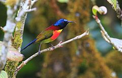 Green-tailed Sunbird